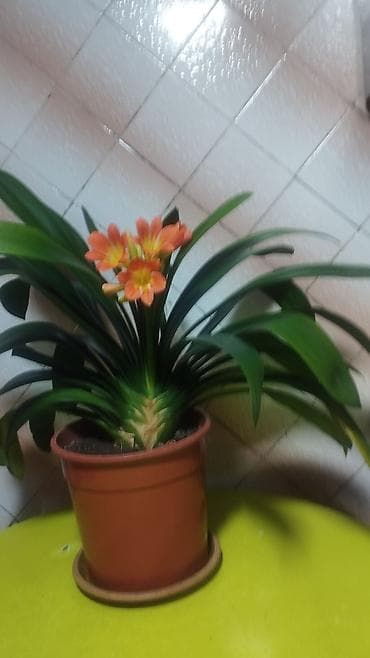 Алоэ: Продам кливию, только начала цвести, возраст 7 лет — 2