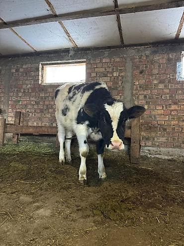 Услуги ветеринара: Продаю | Тёлка | Голштин | Для молока | Привязанные — 1