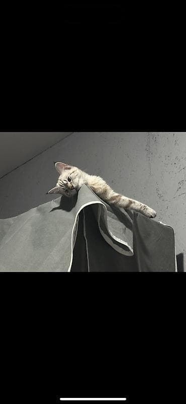 8 месяцев, Девочка, Метис, Приучена к лотку, Проглистована — 5
