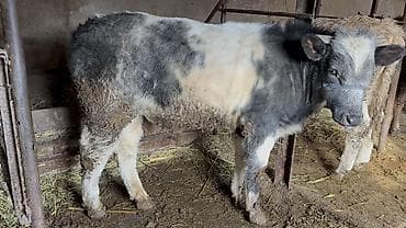 курица живая: Продаю | Бык (самец) | Симментальская, Бельгийская | Для разведения | Искусственник — 2