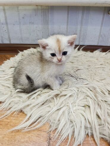 дом для кота: Котята полукровки британцы 75% девочка и мальчик В шикарных — 1