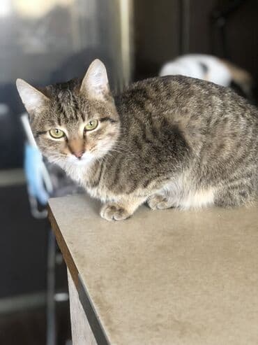 Нежный мальчишка Пристраивается в любящую семью Малышу 4,5 месяца at lalafo.kg Нежный мальчишка Пристраивается в любящую семью Малышу 4,5 месяца