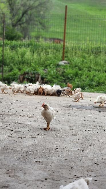 продаю хомяка: Продаю | Цыплята | Хай-Лайн Соня Грей | Несушки — 3