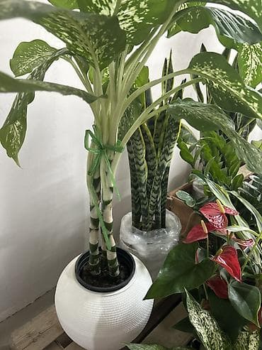 хола: Дифенбахия крупнолистная (Dieffenbachia) в декоративном кашпо. - — 3