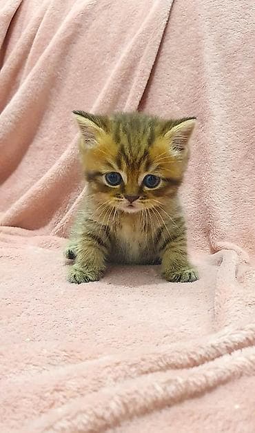 scottish fold: Скотиш Страйт (Шотландская прямоухая), 1 месяц, Девочка, Приучена к лотку, Проглистована — 1