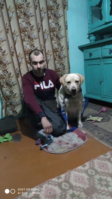 продажа ягдтерьеров: Вязка: Лабрадор-ретривер, Самец, Более 5 лет, С прививкой, С родословной — 3