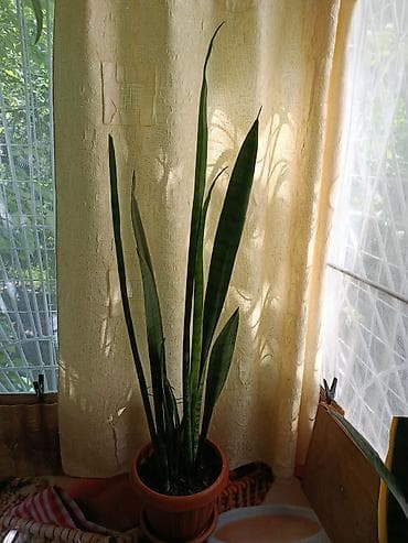 санс: Сансевиерия (тещин язык) в горшке НЕДОРОГО!!!!! - Высокое комнатное — 3