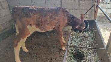 тр 40: Продаю | Тёлка, Музоо, торпок | Для разведения, Для молока | Племенные, Не стельные, Искусственник — 1