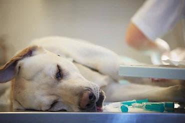 үй жаныбарлары: 🐾 Эвтаназия собак и кошек Если животное тяжело больно, испытывает — 1
