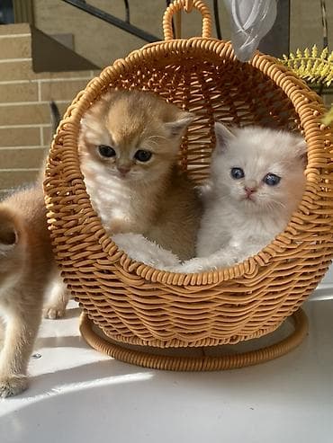 кошка шотланка: Скотиш Страйт (Шотландская прямоухая), 1 месяц, Девочка, Золотая шиншилла, Приучена к лотку, Проглистована, С документами — 1