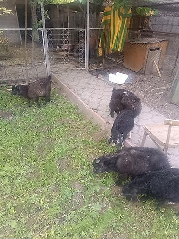 лягушка живая: Продаю | Коза (самка), Козёл (самец), Козлёнок — 3