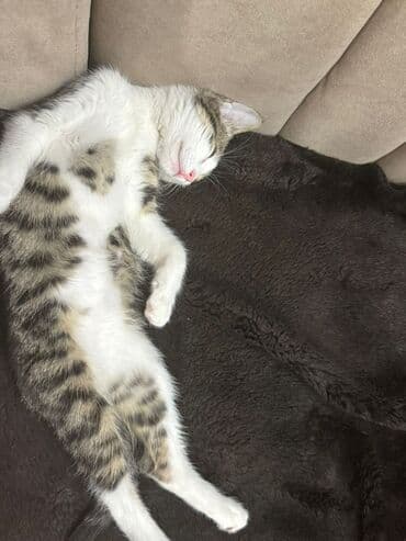 сколько стоит котенок шотландский вислоухий: Котёнок, полосато-белый, домашний. Активный и ласковый компаньон — 2