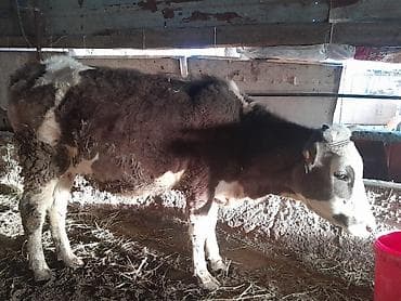 корова на мясо: Продаю | Бык (самец) | На откорм | Нетель — 2