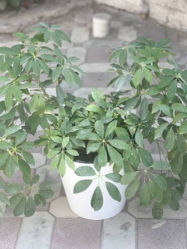 заказать аквариум: Шеффлера (Schefflera) в декоративном белом кашпо. - Крупный, пышный — 1