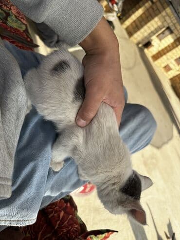 корма для сх животных: Мальчик — 9