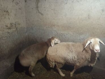 переноска для животных: Продаю | Овца (самка) | Для разведения | Матка — 4