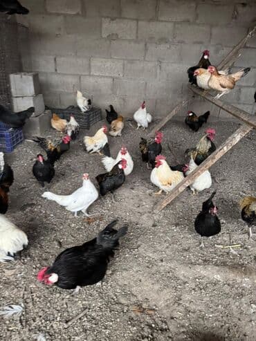 волнистые попугаи купить: Продаю | Куры, Петух — 4