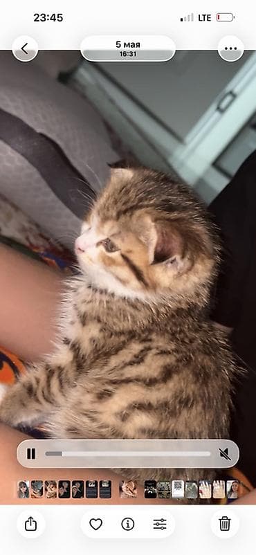 Животные: Котёнок, тигровый окрас - Полосатый короткошёрстный котёнок с белыми — 1