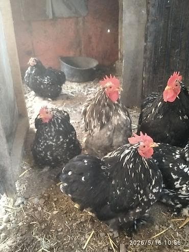куры минорки: Продаю | Петух | Кохинхин | Для разведения — 3
