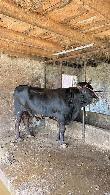 kyrgyz sigish: Продаю | Бык (самец) | На откорм | Привязанные — 2