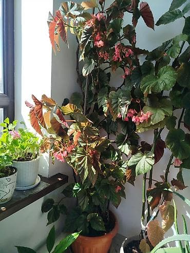 Бегония кустовая (комнатная, крупная) в горшке. - Разновидность с
