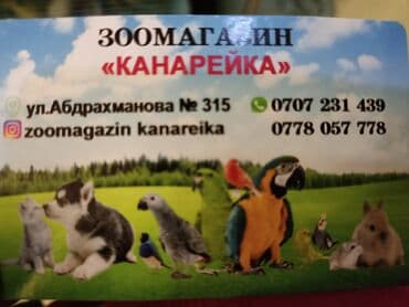 ломан браун купить в бишкеке: Попугаи певчии пара — 3