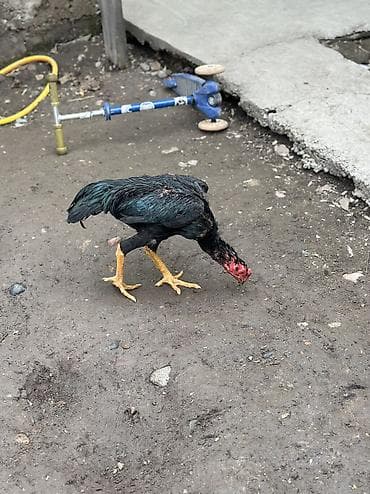 1жаш бука: Жужа 6 месяцев прошу 6500 японец — 2