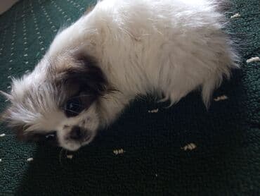 Пекинес, 2 месяца, Самец