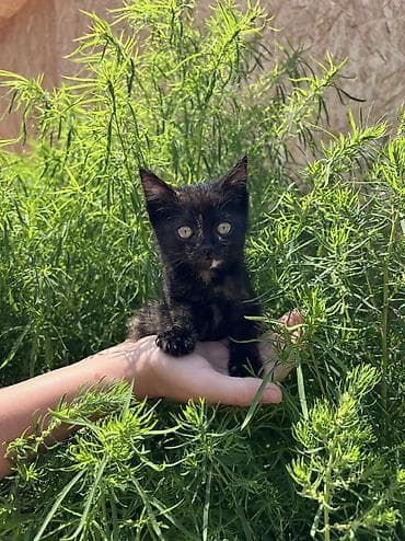 усыпление животных бишкек: Отдам котёнка в хорошие руки. 🐾 Котёнок черепахового окраса. Девочка — 6