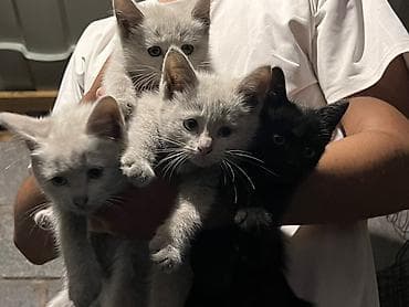 фри пир: Котята- 3-4 месяца, зубы присутствуют, 3белых и 1 черная, пол-2муж; — 3