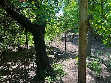Продаются два отдельных дома на одном участке. Параметры и — 10