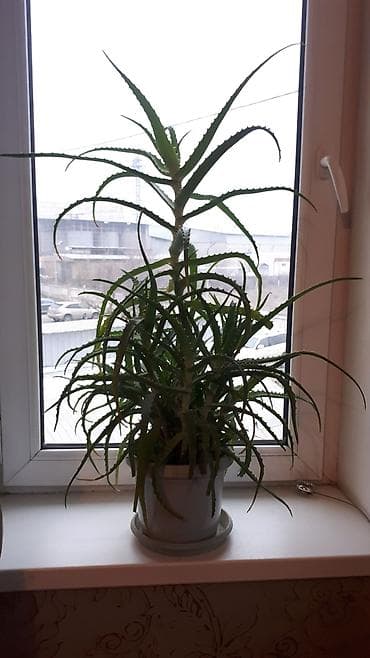 алоэ комнатный цветок: Алоэ (вероятно, древовидное/микс из побегов) в горшке. -5лет - — 1
