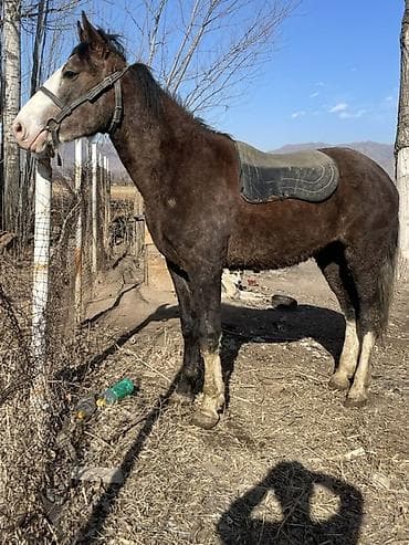 Продаю | Конь (самец) | Кара Жорго | Рабочий | Племенные