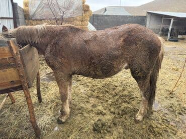 кой союп: Сатам | Тай, Байтал | Жумушка — 1