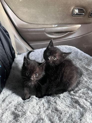 купить кошку бишкек: Беспородная, 2 месяца, Девочка, Черный, Приучена к лотку — 2