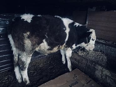 продаю теленка: Продаю | Музоо, торпок | Полукровка | На откорм | Привязанные — 4