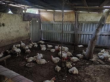 С/х животные и товары: Продаю | Куры | Бройлерная | На забой — 2