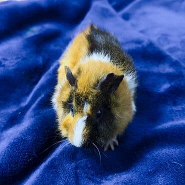 питомники собак в бишкеке: ПРОДАЮ МОРСКУЮ СВИНКУ! •МАЛЬЧИК • РОДИЛСЯ 16 ОКТЯБРЯ •пушистый — 3