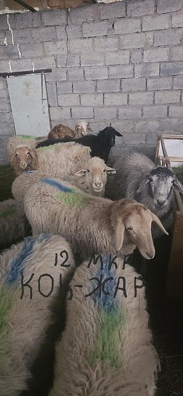 Продаю | Овца (самка), Ягненок, Баран (самец) | Полукровка, Меринос, Эдильбаевская | На забой, Для разведения at lalafo.kg Продаю | Овца (самка), Ягненок, Баран (самец) | Полукровка, Меринос, Эдильбаевская | На забой, Для разведения