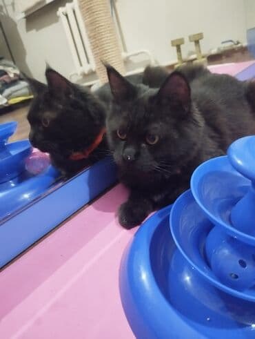 гидропонный корм: Мейн-кун, 5 месяцев, Мальчик, Черный — 2