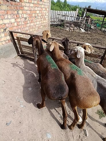 кошка сфинкс с шерстью: Продаю | Овца (самка) | Для разведения | Матка — 6