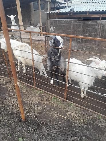 Башка жаныбарлар: Башка жаныбарлар — 1