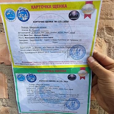 хаски маламут: Кавказская овчарка с документами - Порода: кавказская овчарка — 4