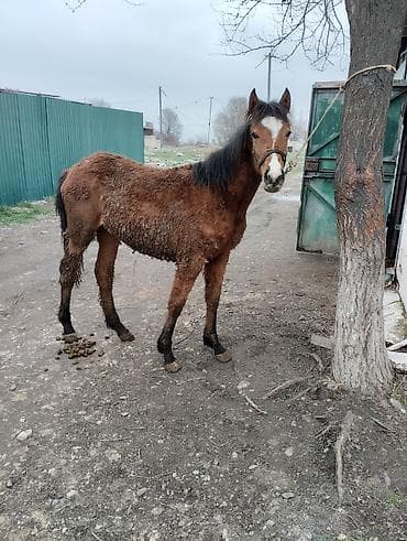 ящик бишкек: Сатам | Тай | Көбөйтүү үчүн | Асыл тукумдуу — 1