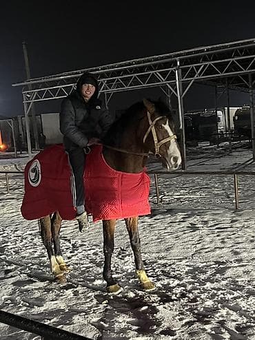 кой айдаган ит: Сатам | Байтал | Көбөйтүү үчүн — 2