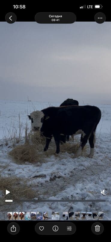 аксессуары для животных: Продаю | Бык (самец) | Полукровка, Абердин-ангус | На откорм, Для разведения | Племенные — 10