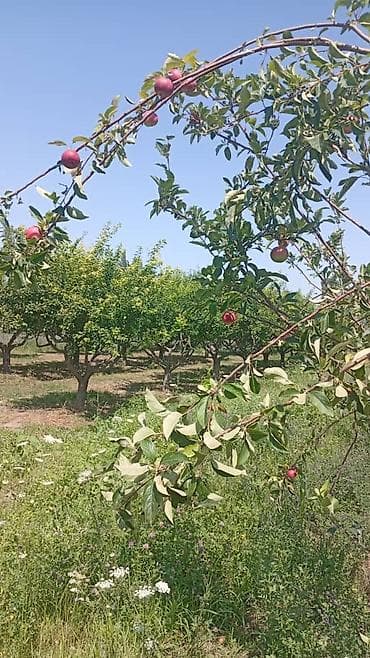 Суббота и воскресенье кундору уборка жумуштарын жасайм,уй,квартира at lalafo.kg Суббота и воскресенье кундору уборка жумуштарын жасайм,уй,квартира