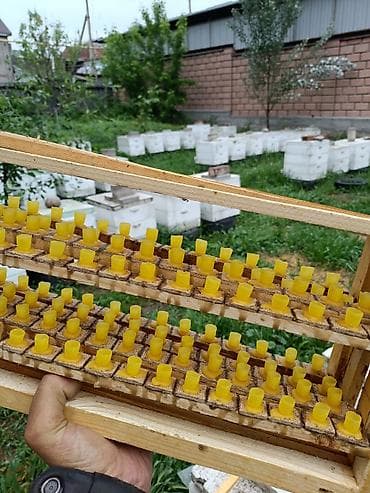 масло какао: МУЖСКАЯ СИЛА ЭТО. Пчелиное маточное молочко в натуральных условиях,в — 5