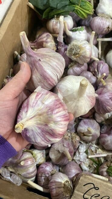 дрожжи кодзи: Чеснок Оптом — 3