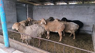 кролики бабочки: Продаю | Овца (самка) | Арашан | Для разведения | Матка — 4